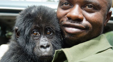 Virunga ranger takes a gorilla baby in his arms