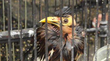 Birdcatchers are contributing to the disappearance of many species