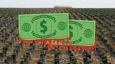 World Bank dollars in front of a palm oil plantation