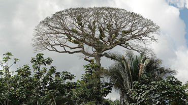 Forest canopy in Yasuní National Park, Ecuador