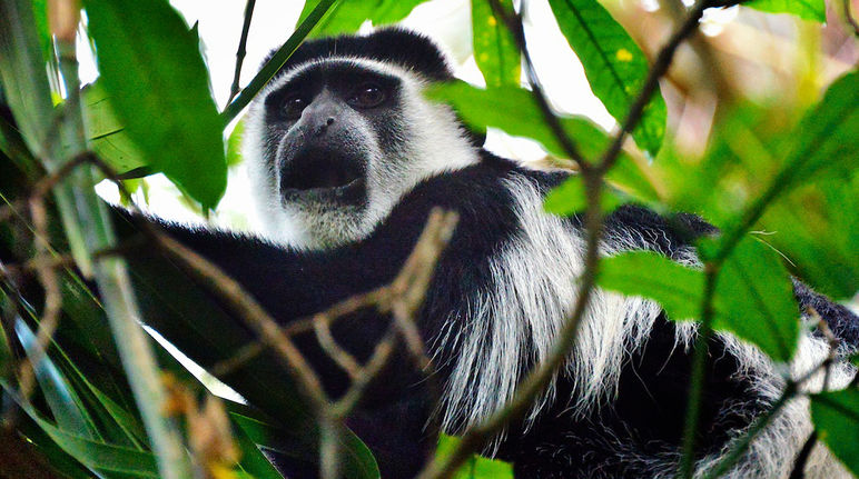 A colobus amid foliage