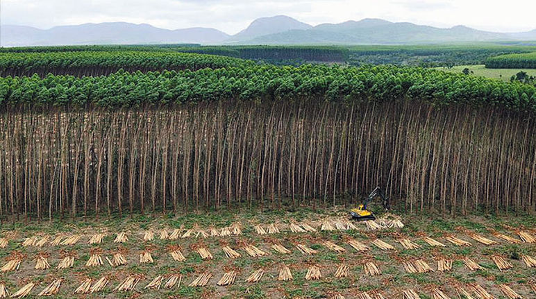 A plantation in Brazil
