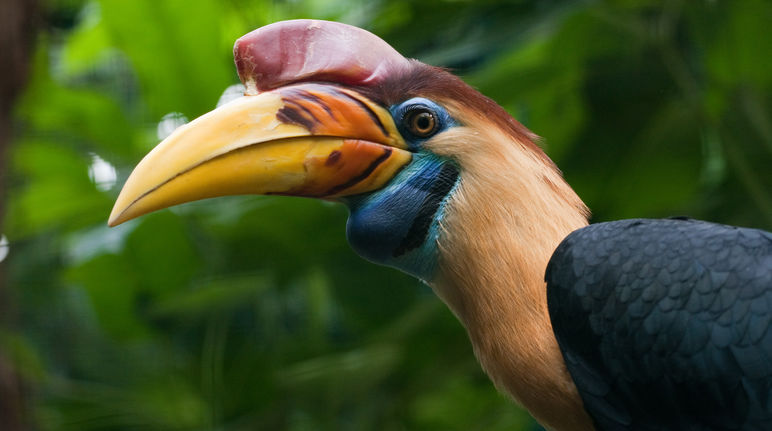 The hornbill, cuscus, anoa and maleo are fighting for survival on Sulawesi Sulawesi wrinkled hornbill
