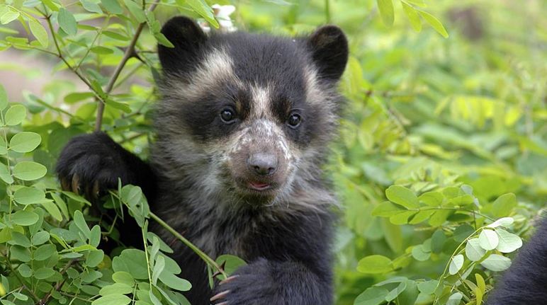 Cloud forest and spectacled bear