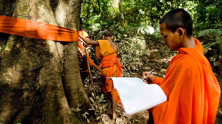 A monk has draped a tree trunk with orange cloth and is marking its location on a map.