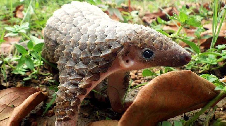 A pangolin in the forest