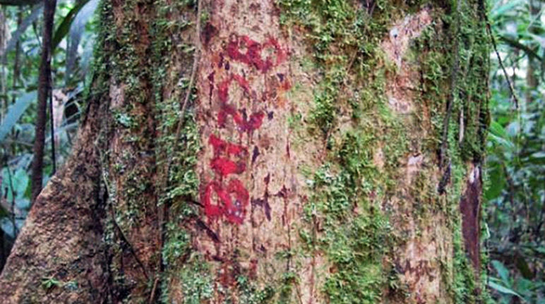 Marked tree in the rainforest