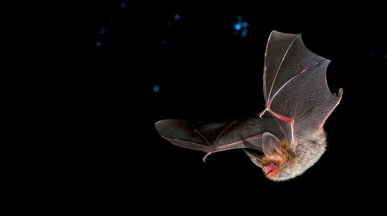 The threatened Bechstein's bat Bechstein bat