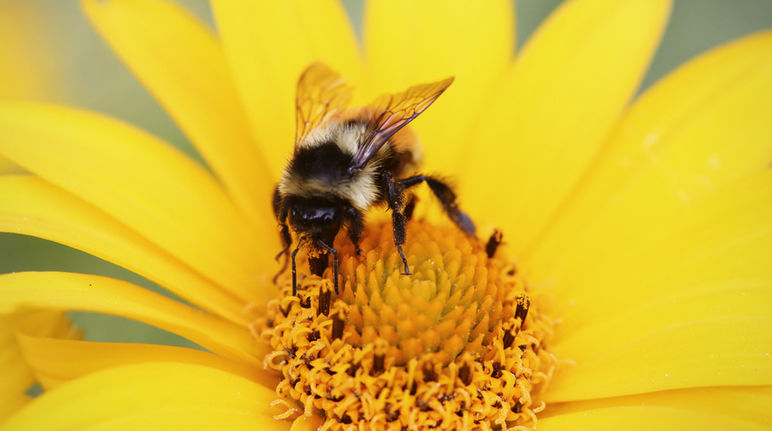 Pollinating insects such as honeybees and bumblebees are vulnerable to neonicotinoids. A bee on a flower