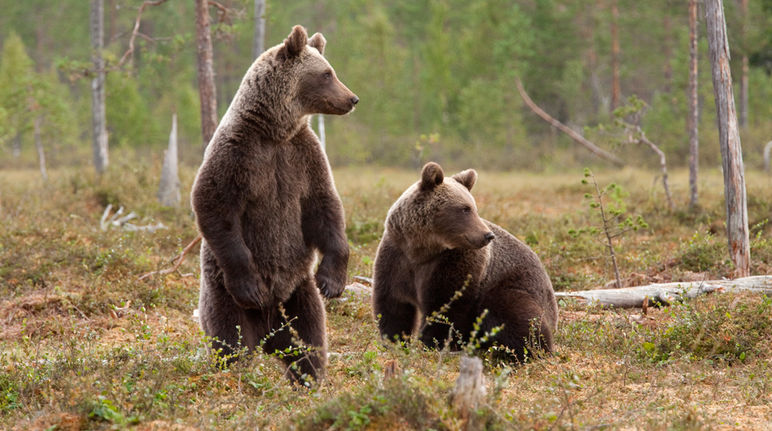 Two brown bears in a forest clearing