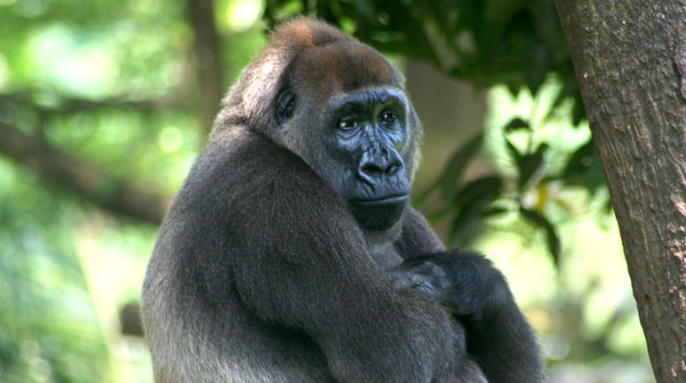 Cross River gorillas face extinction if their habitat dwindles further. A Cross River gorilla