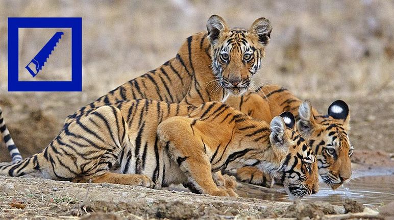 Three tigers are drinking water