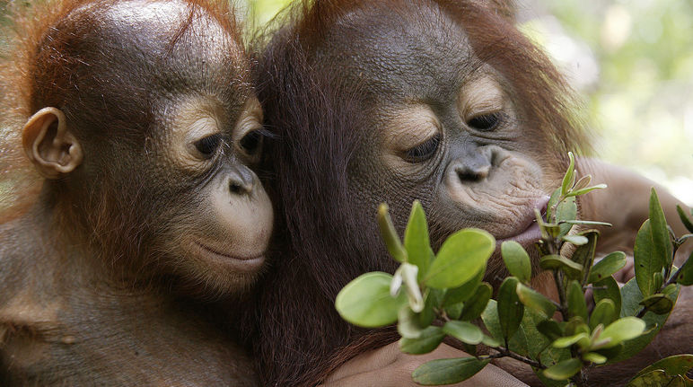 Two young orangutans in the rainforest on Sumatra, Indonesia