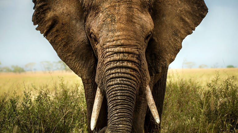 Elephants: defenseless against poachers’ weapons An African elephant