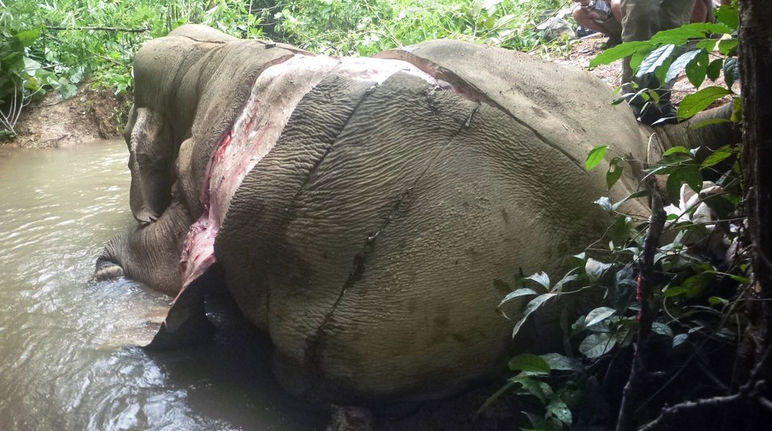 Poached and skinned elephant in Myanmar
