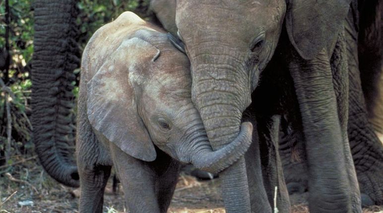 An elephant mother and calf