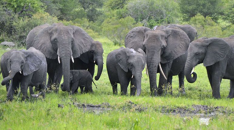 A young African elephant hugging its mother with its trunk