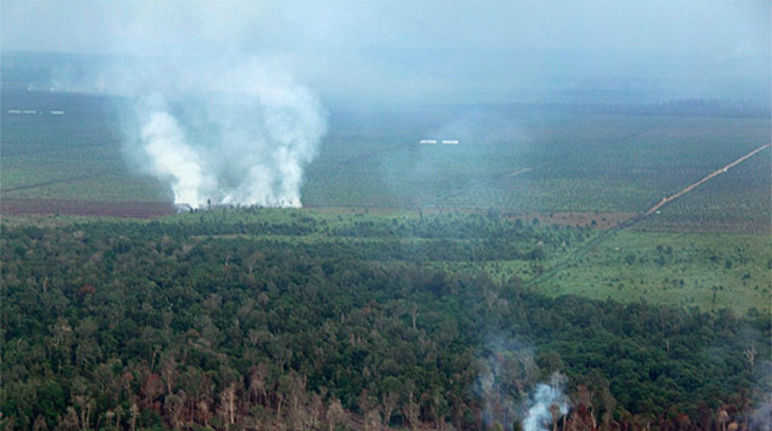 More than 100 fires were set to the swamp forest of Tripa Aerial photograph of a burning rainforest