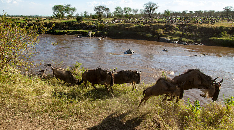 A herd of gnus crossing a river