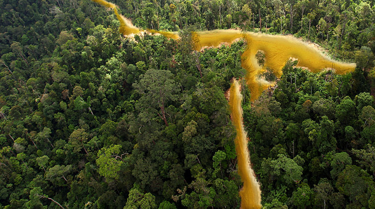 A river of gold is flowing through the rainforest