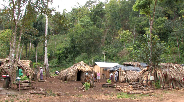 A refugee camp in the forest