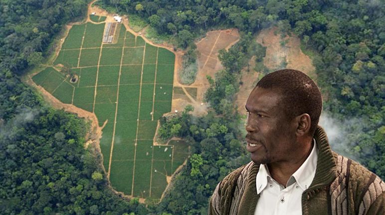 Nasako Besingi. In the background: rainforest cleared for palm oil seedlings