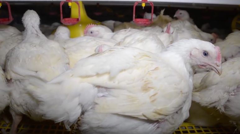 The fate of a chicken: 47 days in a crowded cage Chicken in a FIT Farm cage