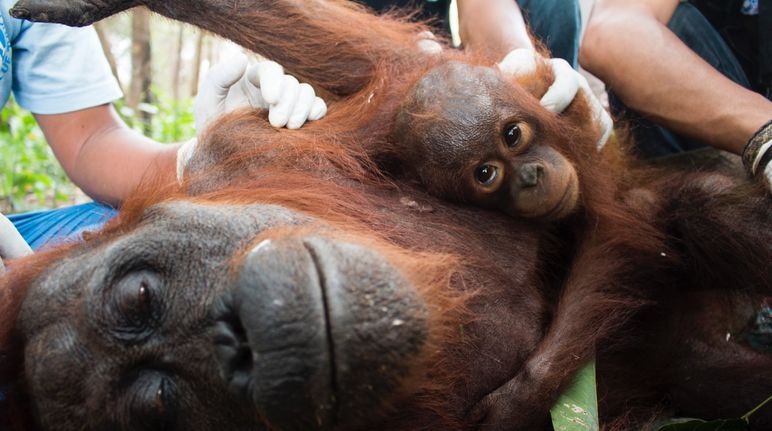 A rescued orangutan mother and child receive medical treatment