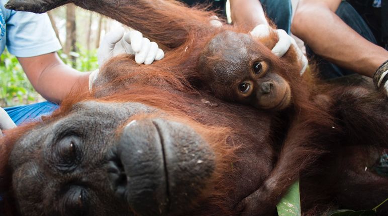 The biofuels policy is literally fanning the flames in Indonesia – these rescued orangutans are among the countless victims. A rescued orangutan mother and child receive medical treatment
