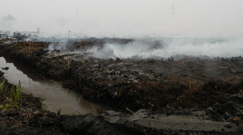 Smoldering peatland in Katingan, Central Kalimantan Haze and fire on drained peatland at the Pt PEAK plantation, Katingan, C-Kalimantan