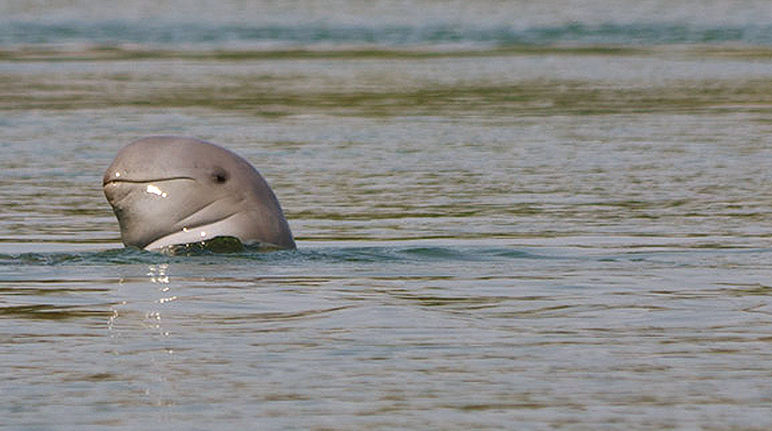 An Irrawaddy dolphin's head above the water