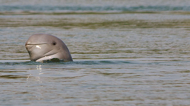 The critically endangered Irrawaddy dolphin (photo: Flickr/exilism (CC BY-NC-ND 2.0)) An Irrawaddy dolphin's head above the water