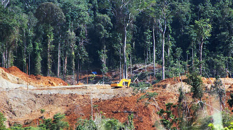 An excavator destroys the rainforest