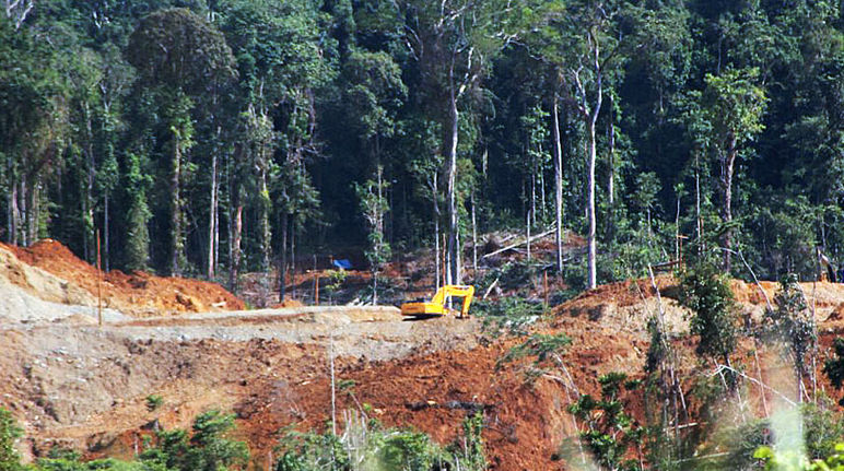 The destruction can still be stopped An excavator destroys the rainforest