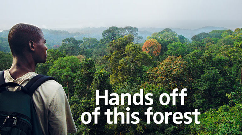 Cameroon needs biodiversity, not green deserts: much of the country is still covered by dense rainforest Hands off of this forest