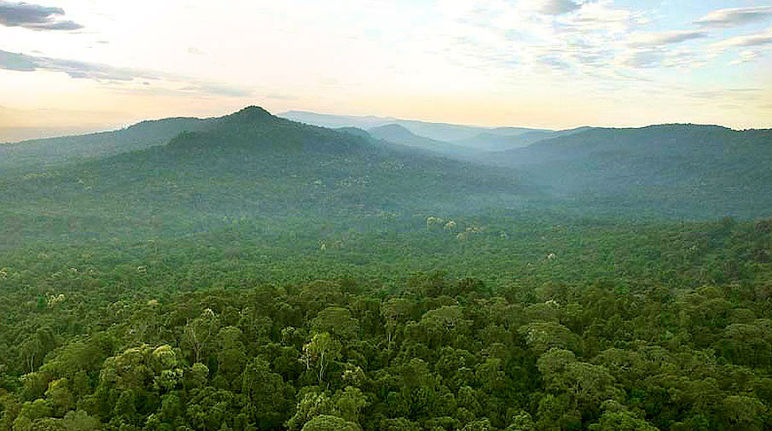 Intact rainforest in Cambodia