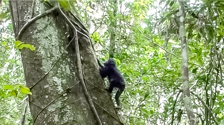 A young chimpanzee climbing a tree in the rainforest