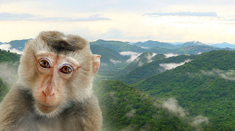 Portrait of a monkey with forested hills in the background