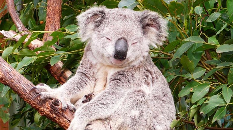 A Koala sits on an eucalytpus tree