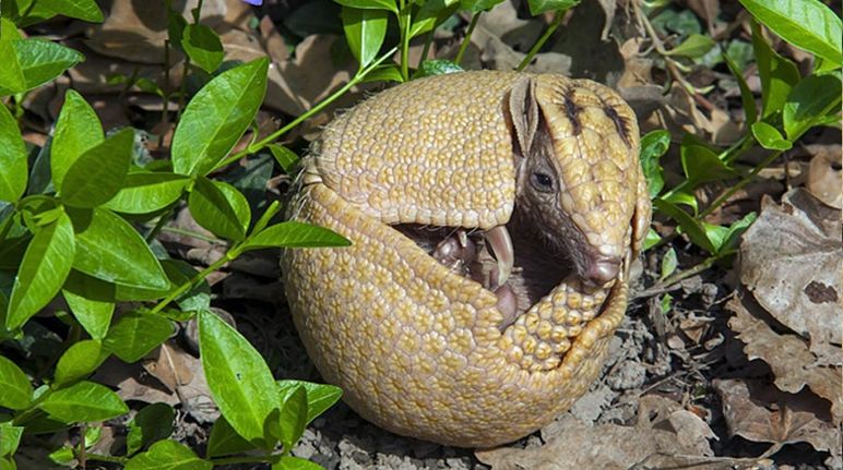 A Brazilian three-banded armadillo rolls itself into a ball.