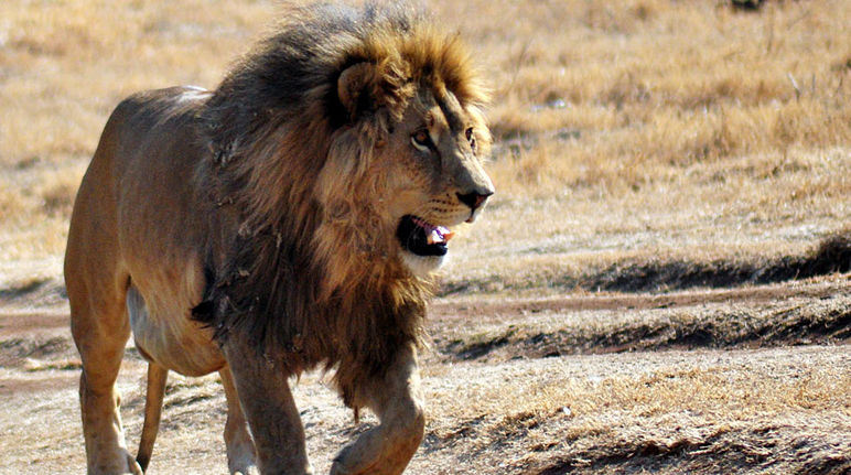 Hunters kill lions for “sport”, keeping their heads and skins as macabre trophies.