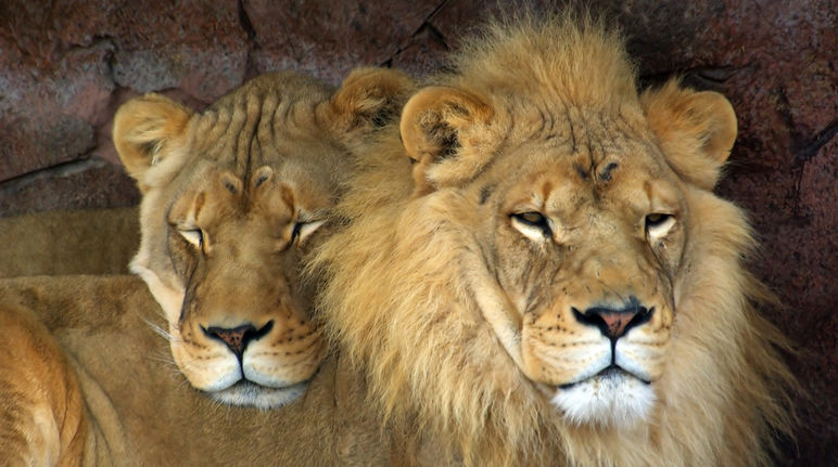 A pair of lions