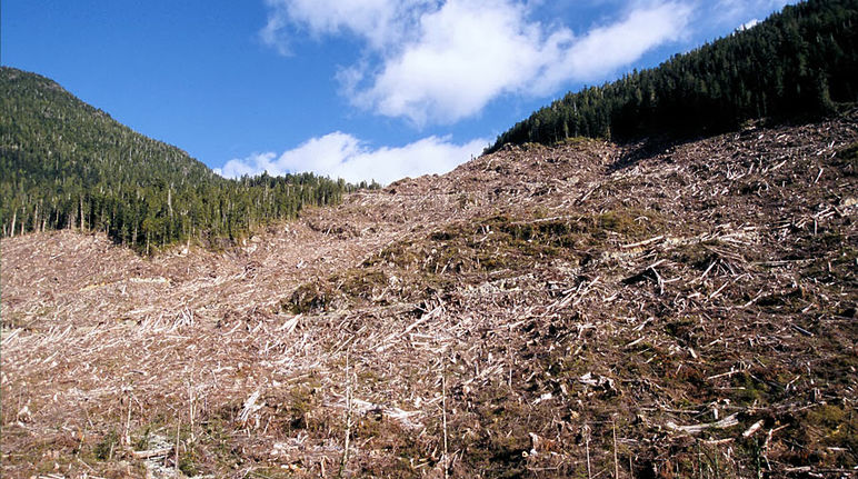 Clean bioenergy? Industrial logging on Vancouver Island, Canada