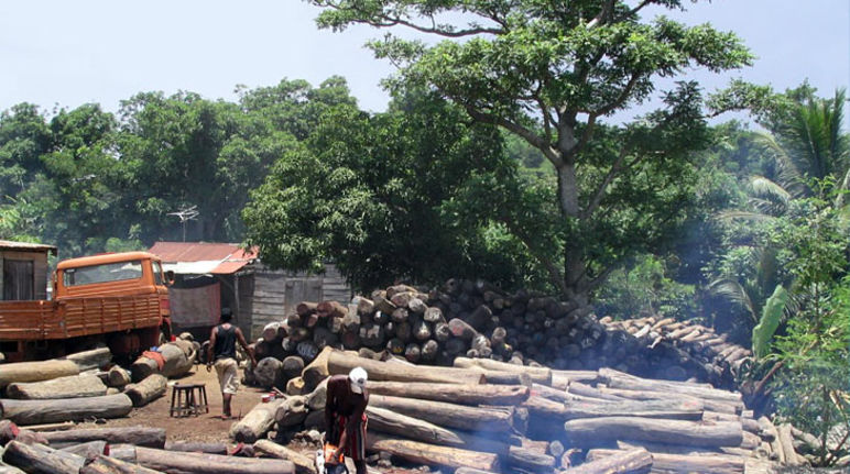 Illegally logged wood near the Masoala National Park in Madagascar.