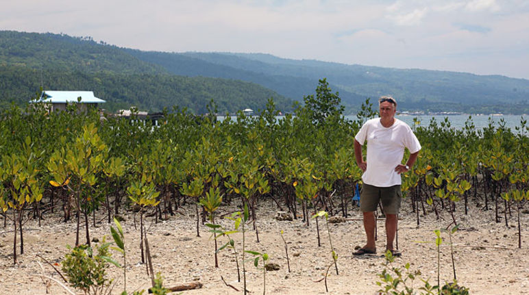 Mangrove project: great progress on mangrove reforestation Planted mangroves