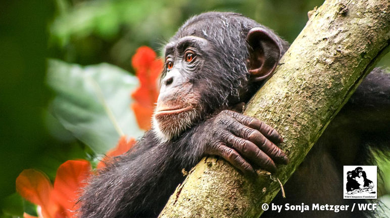 A chimpanzee in Liberia