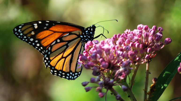 A monarch butterfly feeding on milkweed nectar.