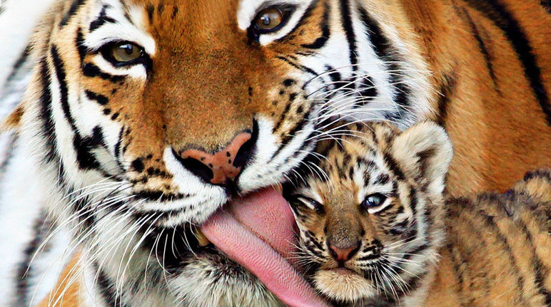 Only around 100 Bengal tigers live in the Sundarbans wetlands Tiger mother grooming her cub