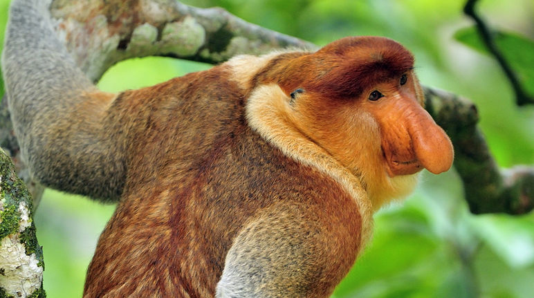 A proboscis monkey