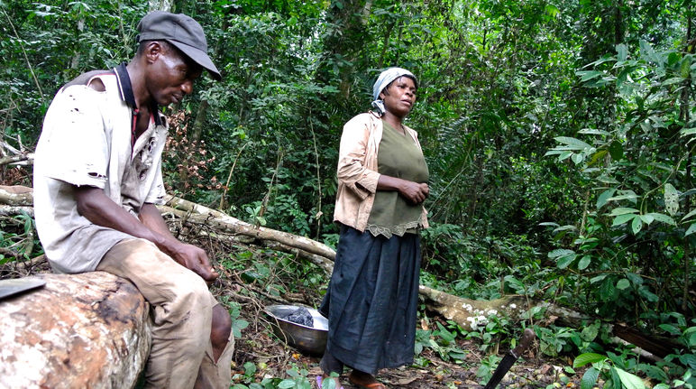 Gathering forest mangos Nigerian woman gathering forest mangos